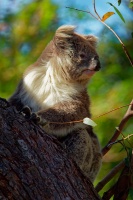 Koala - Phascolarctos cinereus o3949